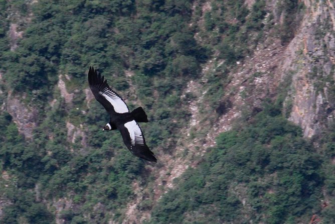 Full Day Condor Viewpoint & Inca Sites Tour - Private Service - Start Time and Location