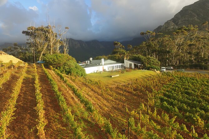 Full-Day Constantia Wine Tour From Cape Town - Reviews