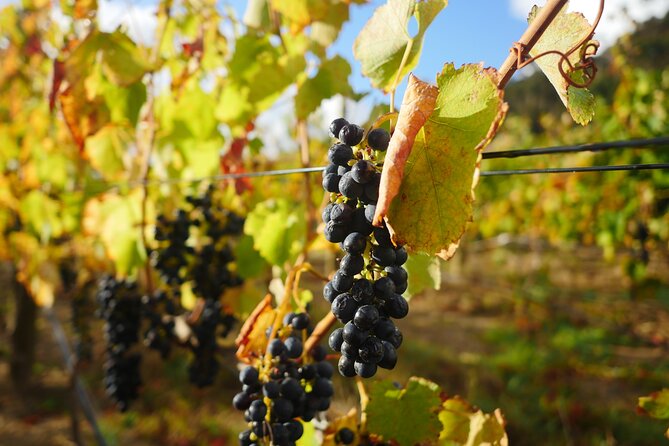 Full-Day Constantia Wine Tour From Cape Town - Benefits of the Tour