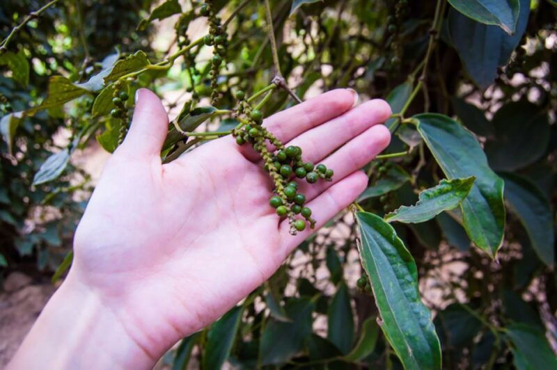 FULL DAY - Countryside Tuk-Tuk Pepper Tour + Kep - Good To Know
