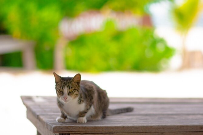 Full-Day Cruise of Khai Nok and Khai Nai Island by Luxury Speedboat With Lunch - Cancellation Policy and Support