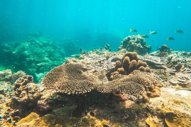 Full-Day Cruise of Koh Nang Yuan and Koh Tao From Koh Samui - Activities and Highlights