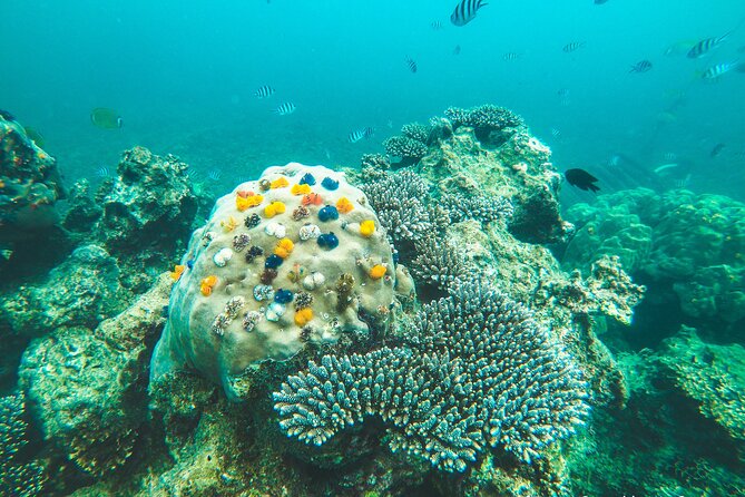 Full-Day Cruise of Koh Nang Yuan and Koh Tao From Koh Samui - Cancellation Policy and Traveler Reviews
