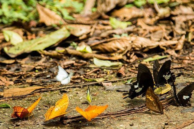 FULL-DAY CUC PHUONG NATIONAL PARK From HA NOI - Common Questions