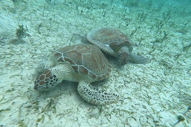 Full-Day Culebra and Flamenco Beach Snorkel Tour From San Juan - Tour Highlights