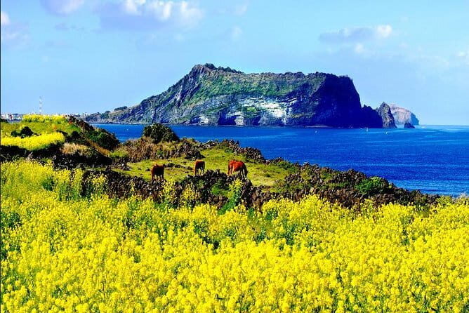Full-day Customizable Private Jeju Island Tour - FAQ