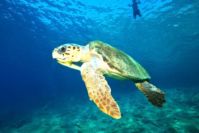 Full Day Dalyan (Turtle Beach) From Bodrum - The Sum Up