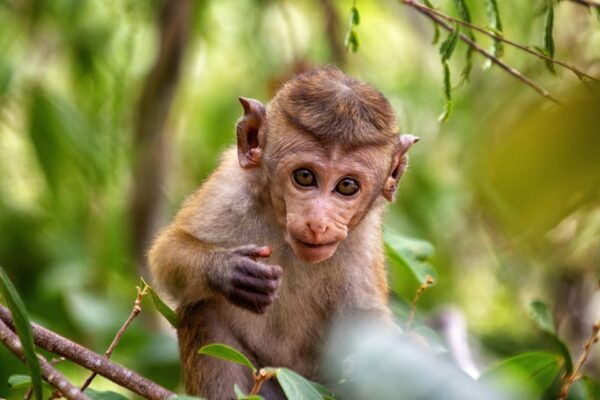 Full Day Dambulla, Sigiriya, Minneriya Safari From Colombo - Booking and Cancellation Policy