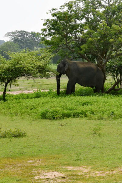 Full Day Dambulla, Sigiriya, Minneriya Safari From Colombo - Additional Tips for Travelers