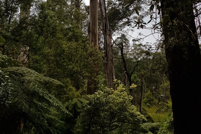 Full-Day Dandenong Ranges Tour With Pickup From Melbourne - Additional Information