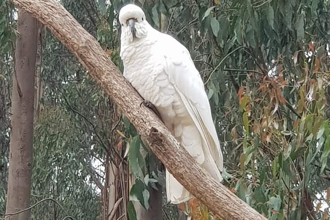 Full-Day Dandenong Ranges Tour With Pickup From Melbourne - Background