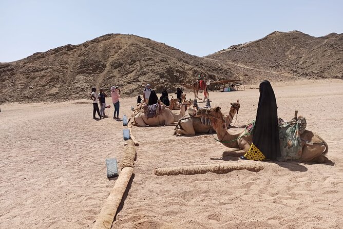 Full-Day Desert Safari in Hurghada With Dinner and Camel Ride - Accessibility and Recommendations