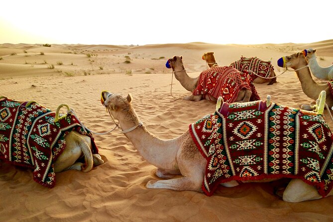 Full-Day Desertsafari With Camel Ride,Inlandsea & BBQ Desert Camp - Pricing and Group Size Options