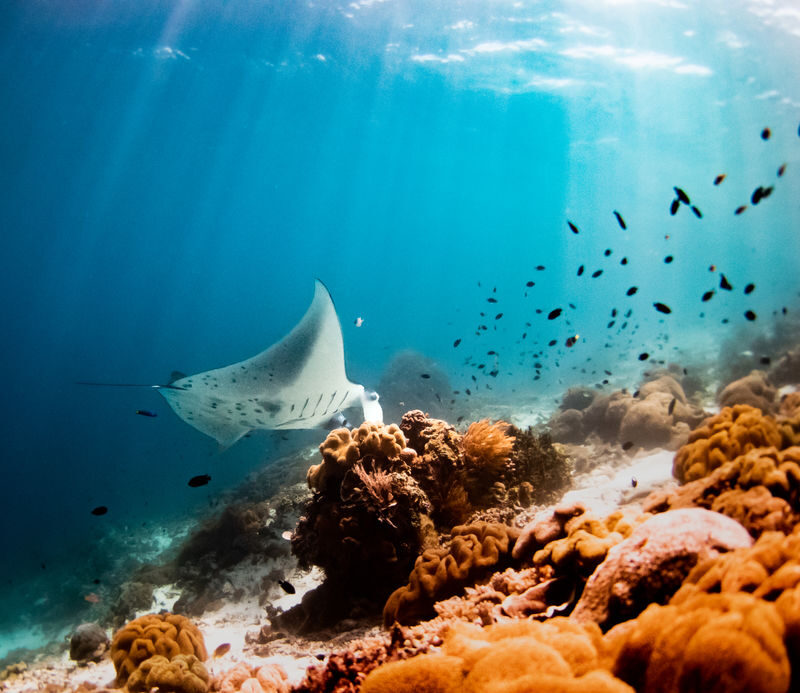 Full-Day Dive Trip in Manggarai with PADI Dive Center - What the price covers, and what costs extra