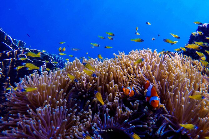 Full-Day Diving Adventures for Non Certified Divers From Phuket - Overview and Inclusions