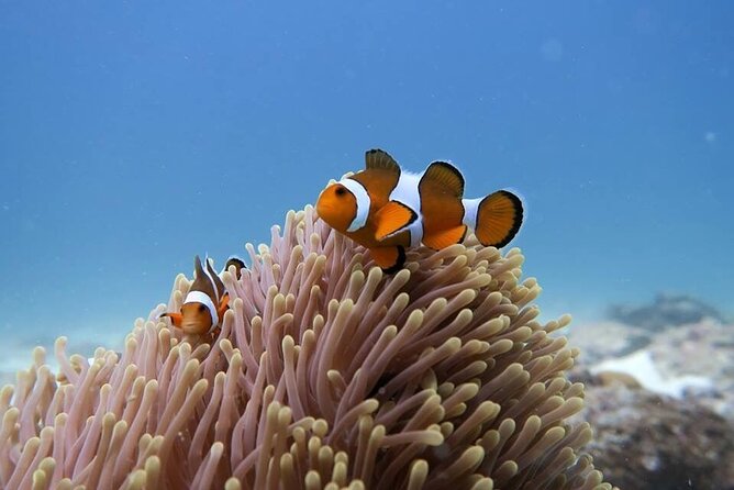 Full-Day Diving Adventures for Non Certified Divers From Phuket - What to Expect