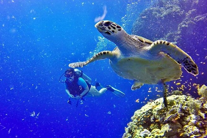 Full Day Diving Tour in Cairo, Egypt - Tour Details