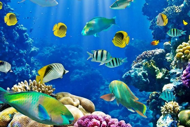 Full Day Diving Tour in Cairo, Egypt - Booking and Participation