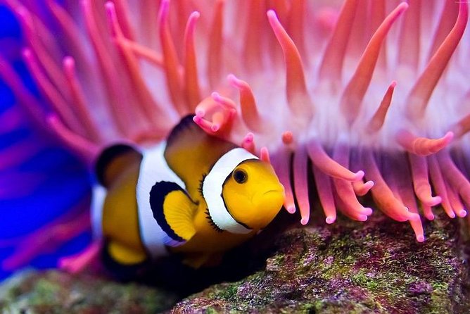 Full Day Diving Tour in Cairo, Egypt - Cancellation Policy