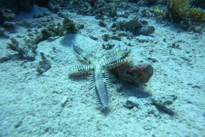 Full-Day Diving Trip With Lunch in Hurghada - Pickup and Start Time