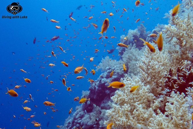 Full Day Diving With Private Guide, Lunch Drinks Transportation - Tour Details