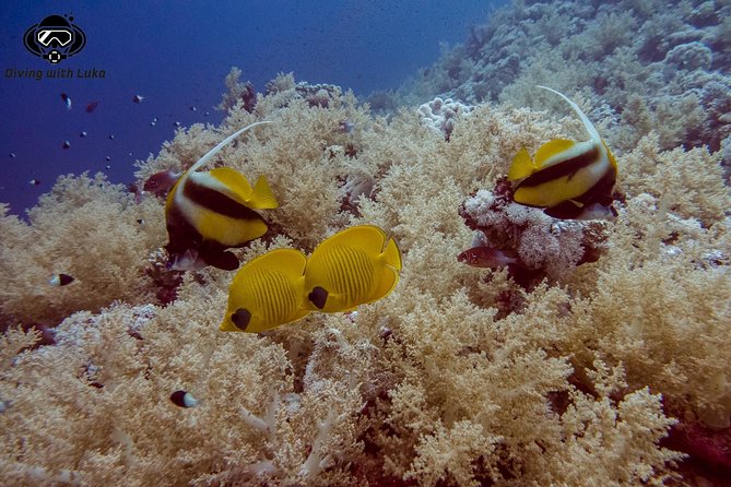 Full Day Diving With Private Guide, Lunch Drinks Transportation - Additional Information