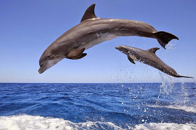 Full Day Dolphin House Snorkeling and Swimming With Dolphins Trip in Hurghada - Trip Overview