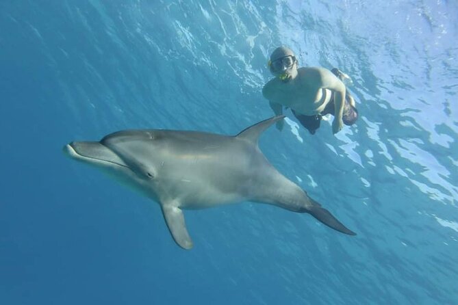 Full Day Dolphin House Snorkeling and Swimming With Dolphins Trip in Hurghada - Inclusions and Fees