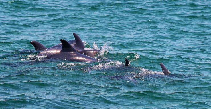 Full-Day Dolphin Watching Tour From Lisbon - Activity Duration and Starting Times