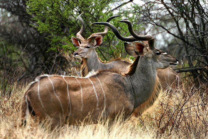 Full Day Durban & Phezulu Safari Park Private Tour From Durban - Tour Highlights