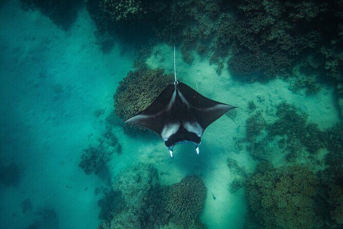 Full Day Eco Snorkeling & Traditional BBQ Lunch on a Motu - Good To Know