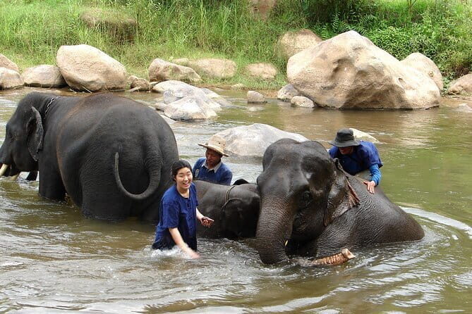 Full Day Elephant Bathing and Bamboo Rafting Tour in Chiang Mai - What Travelers Are Saying