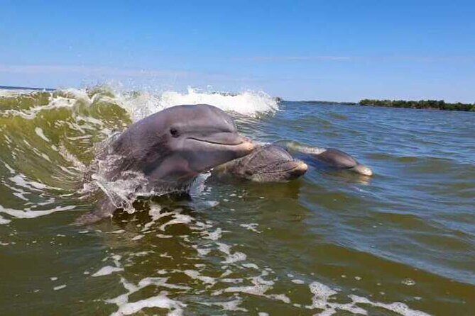 Full Day Everglades Combo Motorboat Eco and Kayak Tour - FAQs