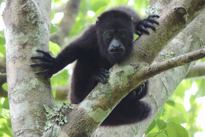 Full Day Excursion to Calakmul and Balamkú From Campeche - Common Questions