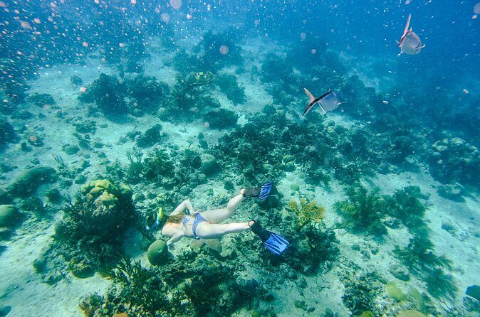 Full-Day Excursion to Discover Catalina Island with Lunch Option - Who Should Consider This Tour?