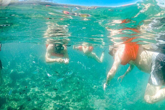 Full-Day Excursion to Discover Catalina Island with Lunch Option - FAQ