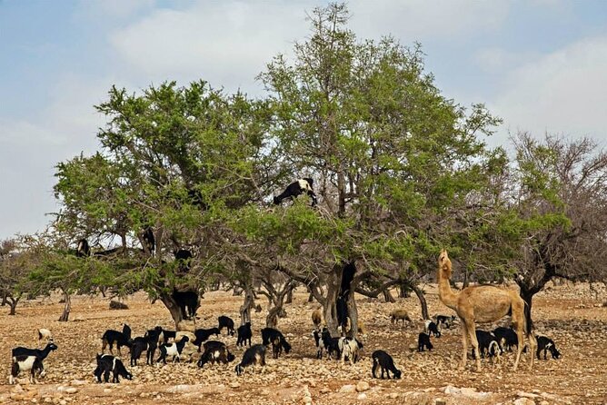 Full-Day Excursion To Essaouira Highlights From Casablanca - Good To Know