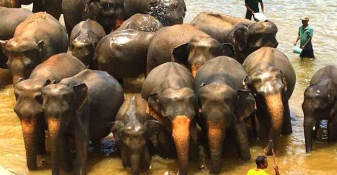 Full Day Excursion to Kandy & Pinnawala From Colombo/Negombo - Full Description