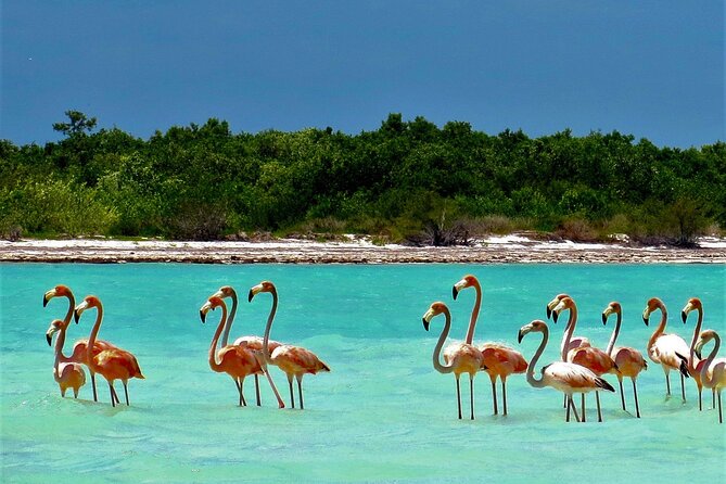 Full Day Excursion to the Best of Holbox From Cancun - Holbox Excursion Highlights