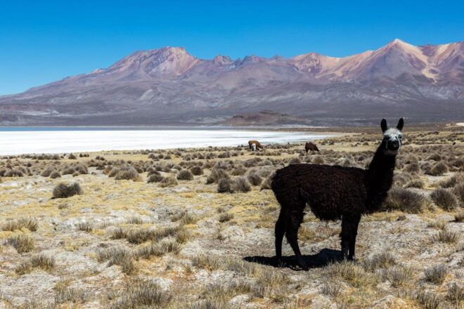 Full Day Excursion to the Salinas Lagoon Arequipa - Inclusions