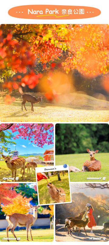 Full-day experience at Osaka Nara Park and Ikoma Sanjo Amusement Park, enjoying panoramic mountain views - Who should book this Nara day trip?