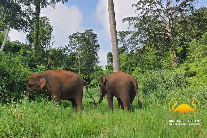 Full Day Experience at Ran-Tong Save & Rescue Elephant Centre - Experience Details