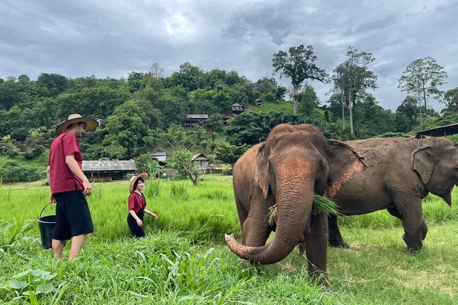 Full Day Experience at Ran-Tong Save & Rescue Elephant Centre - Reviews and Ratings