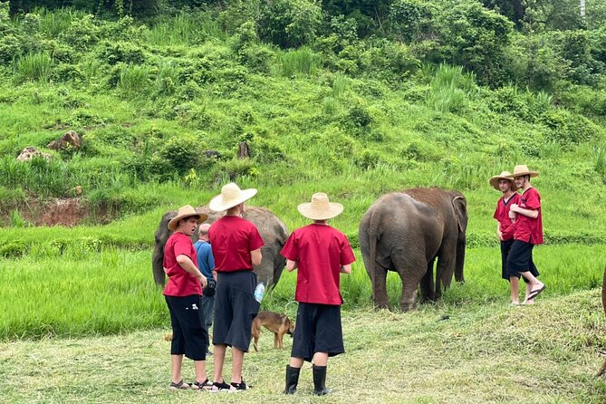 Full Day Experience at Ran-Tong Save & Rescue Elephant Centre - Pricing and Value