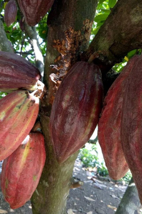 Full Day Experience to Farm and Chocolate - Good To Know