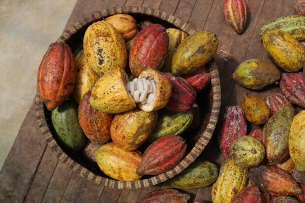 Full Day Experience to Farm and Chocolate - Booking Your Adventure