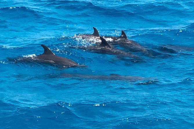 Full-Day Experience With Dolphins and Snorkeling in Red Sea - Experience Details