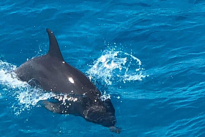 Full-Day Experience With Dolphins and Snorkeling in Red Sea - Cancellation Policy