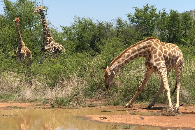 Full Day Exquisite Pilanesberg Safari From Johannesburg - Pricing and Booking