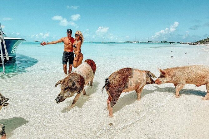Full Day Exuma Swimming Pigs - Group Boat Tour From Nassau - Good To Know